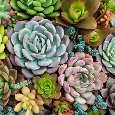 PAINT BY NUMBER -SENSITIVE SUCCULENTS