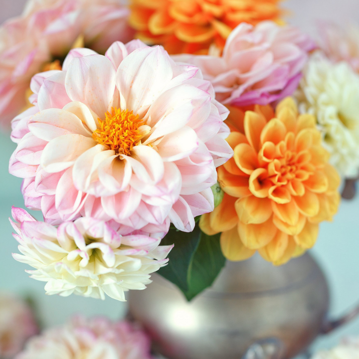 PAINT BY NUMBER - DARLING DAHLIA
